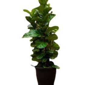 thumb-ficus-lirata-0